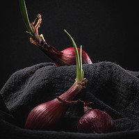 Buy canvas prints of Sprouting Red Onions on Dark Background Still Life by Ioan Decean