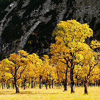 Buy canvas prints of Autumn colors on sycamore trees in alpine valley by Christian Pauschert
