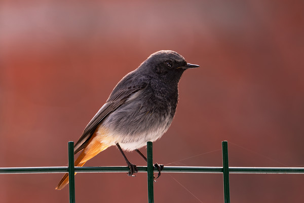 Black Redstart bird standing on a fence. Picture Board by Anahita Daklani-Zhelev