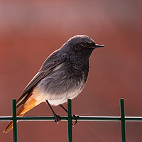 Buy canvas prints of Black Redstart bird standing on a fence. by Anahita Daklani-Zhelev