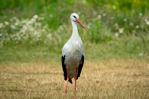 White stork bird (Ciconia ciconia) Picture Board by Anahita Daklani-Zhelev