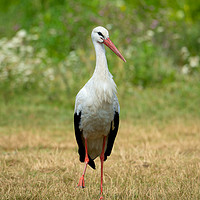 Buy canvas prints of White stork bird (Ciconia ciconia) by Anahita Daklani-Zhelev