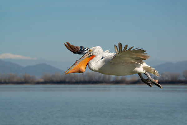 Pelican bird flying with fish in it's beak Picture Board by Anahita Daklani-Zhelev