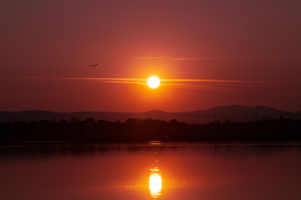 Beautiful sunset over a lake with flying bird. Picture Board by Anahita Daklani-Zhelev