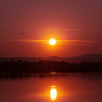 Buy canvas prints of Beautiful sunset over a lake with flying bird. by Anahita Daklani-Zhelev