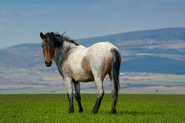 Beautiful wild gray horse standing on green grass Picture Board by Anahita Daklani-Zhelev