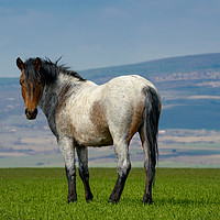 Buy canvas prints of Beautiful wild gray horse standing on green grass by Anahita Daklani-Zhelev