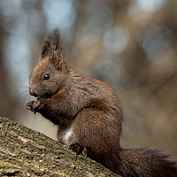 Buy canvas prints of Cute brown forest squirrel sitting on a tree. by Anahita Daklani-Zhelev