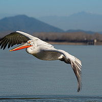 Buy canvas prints of Dalmatian pelican in flight over a lake.  by Anahita Daklani-Zhelev
