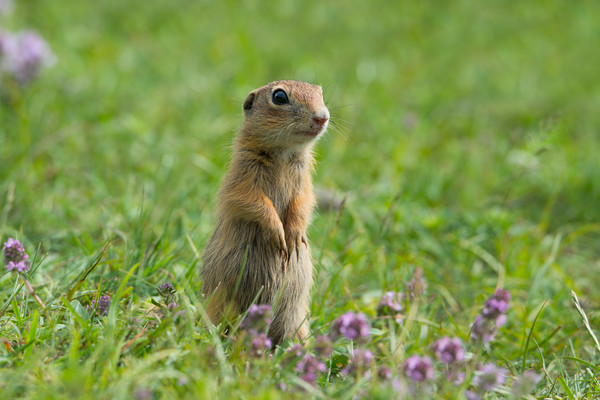 Cute European ground squirrel on grass and wildflo Picture Board by Anahita Daklani-Zhelev