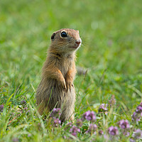 Buy canvas prints of Cute European ground squirrel on grass and wildflo by Anahita Daklani-Zhelev
