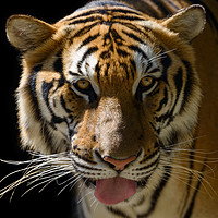 Buy canvas prints of Tiger's face by Anahita Daklani-Zhelev