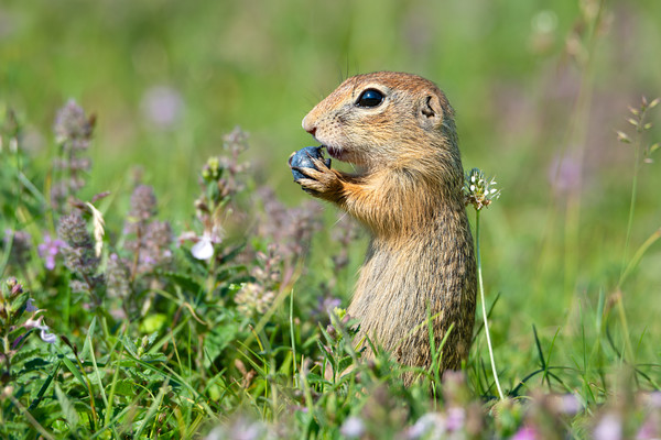 European ground squirrel eating blueberry  Picture Board by Anahita Daklani-Zhelev