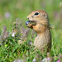 Buy canvas prints of European ground squirrel eating blueberry  by Anahita Daklani-Zhelev