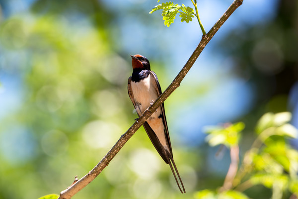 Barn swallow perched on a branch Picture Board by Anahita Daklani-Zhelev