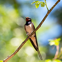 Buy canvas prints of Barn swallow perched on a branch by Anahita Daklani-Zhelev