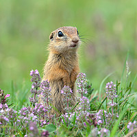Buy canvas prints of European ground squirrel with thyme flowers by Anahita Daklani-Zhelev