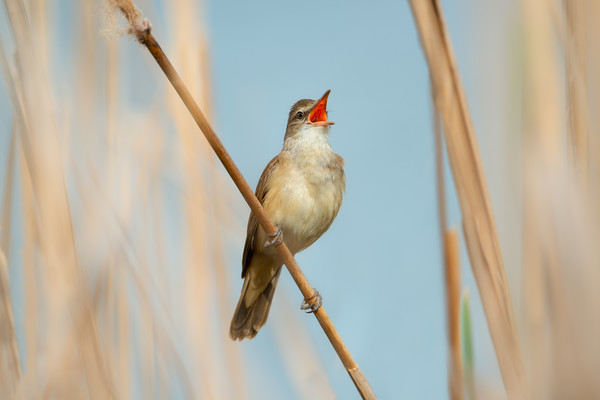 Great Reed Warbler bird on a soft blue background Picture Board by Anahita Daklani-Zhelev