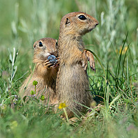 Buy canvas prints of Two cute European ground squirrels by Anahita Daklani-Zhelev