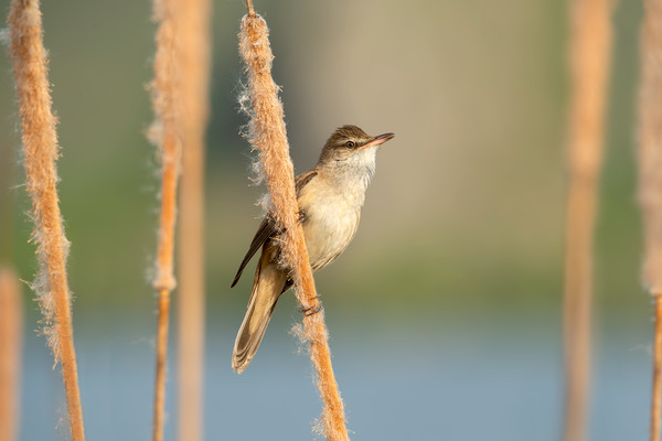 Great Reed Warbler bird perched on a bulrush Picture Board by Anahita Daklani-Zhelev
