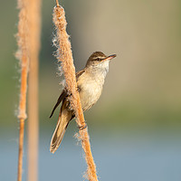 Buy canvas prints of Great Reed Warbler bird perched on a bulrush by Anahita Daklani-Zhelev