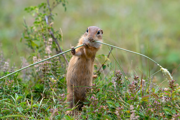 European ground squirrel eating in the grass Picture Board by Anahita Daklani-Zhelev