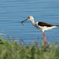 Buy canvas prints of Black-winged stilt bird with a fish in its beak by Anahita Daklani-Zhelev