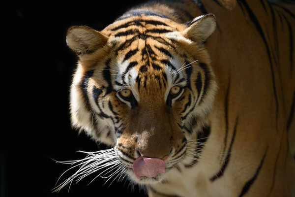 Beautiful Tiger on a black background close-up Picture Board by Anahita Daklani-Zhelev