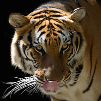 Buy canvas prints of Beautiful Tiger on a black background close-up by Anahita Daklani-Zhelev