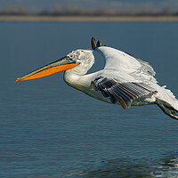 Buy canvas prints of Dalmatian pelican bird flying over a blue lake. by Anahita Daklani-Zhelev