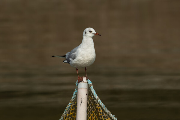 Black-headed gull bird on a fishing net post Picture Board by Anahita Daklani-Zhelev