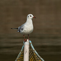 Buy canvas prints of Black-headed gull bird on a fishing net post by Anahita Daklani-Zhelev