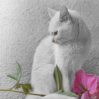 Buy canvas prints of White cat with pink flower  by Jordan Jelev