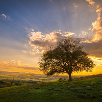 Buy canvas prints of Beautifully tree on hill by Jordan Jelev