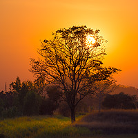 Buy canvas prints of Orange sunset through the tree by Jordan Jelev