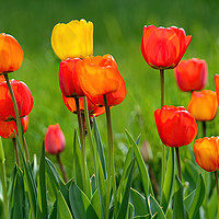 Buy canvas prints of Beautiful colorful tulips by Jordan Jelev