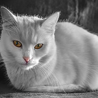 Buy canvas prints of White cat with colorful eyes by Jordan Jelev
