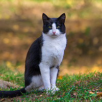 Buy canvas prints of Black and white cat by Jordan Jelev