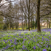 Buy canvas prints of Bluebells in a Norfolk Woodland by David Powley