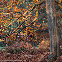 Buy canvas prints of Autumn Colours in Thetford Forest by David Powley