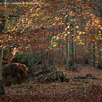 Buy canvas prints of Autumn Colours in Thetford Forest by David Powley