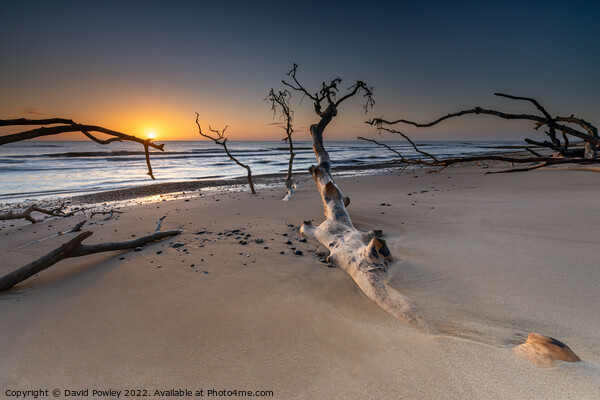 Benacre Beach Sunrise Picture Board by David Powley