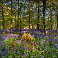 Buy canvas prints of Sunrise in a Bluebell Wood by David Powley