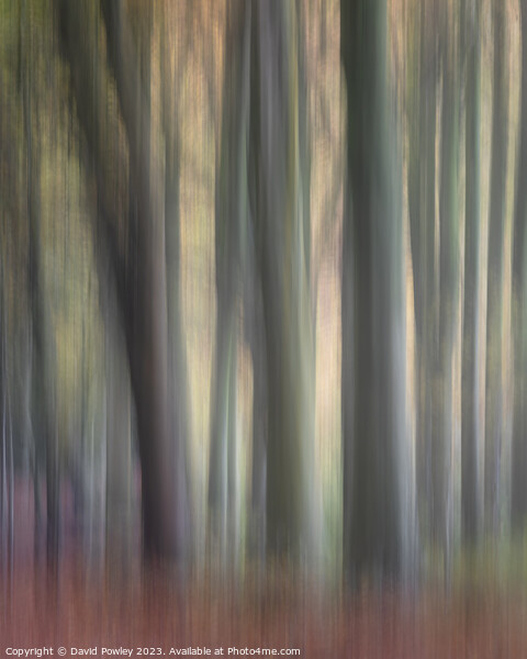 Bacton Woods ICM Framed Mounted Print by David Powley