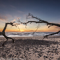 Buy canvas prints of Covehithe Beach at Sunrise by David Powley