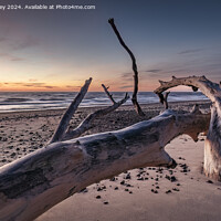 Buy canvas prints of Fallen Trees on the Beach at Covehithe by David Powley