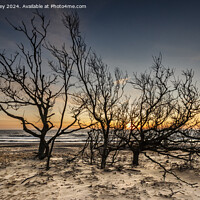 Buy canvas prints of Trees on the Beach at Sunrise by David Powley