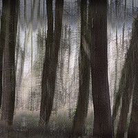 Buy canvas prints of Trees by Caroline Claye