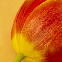 Buy canvas prints of Delicate Tulip by Caroline Claye