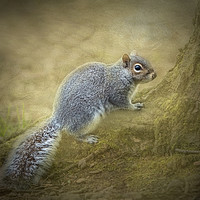 Buy canvas prints of Fluffy Squirrel by Caroline Claye